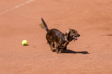Bild 63 - RL TC an der Schirnau - SV Zehlendorfer Wespen : Ergebnis: 9:0
